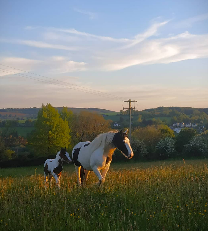 Mare & Foal