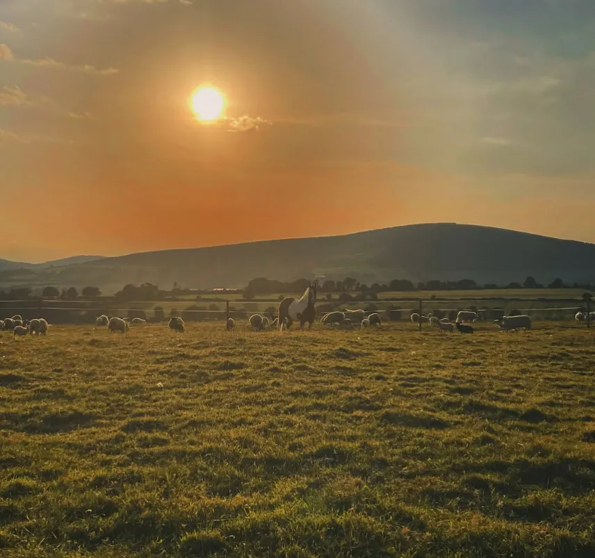 Golden Hour Herd — fine art photographic print by Hollz Photography