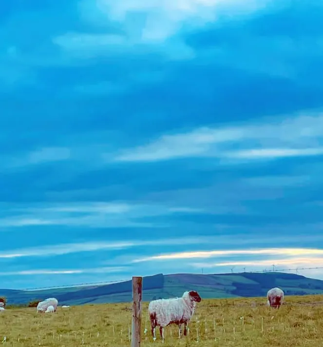 Blue Hour Grazing — fine art photographic print by Hollz Photography