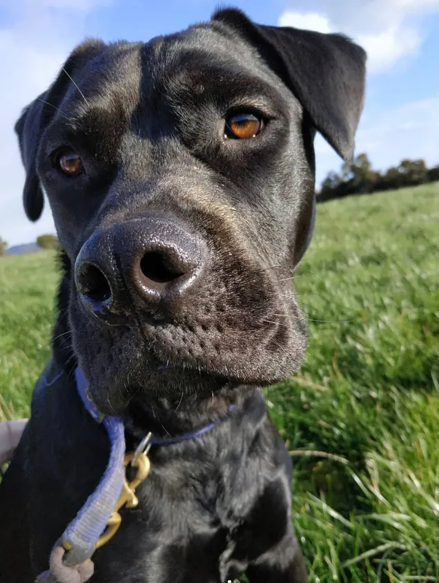 Amber Eyes — animal photograph by Hollzphotography, Co. Wicklow