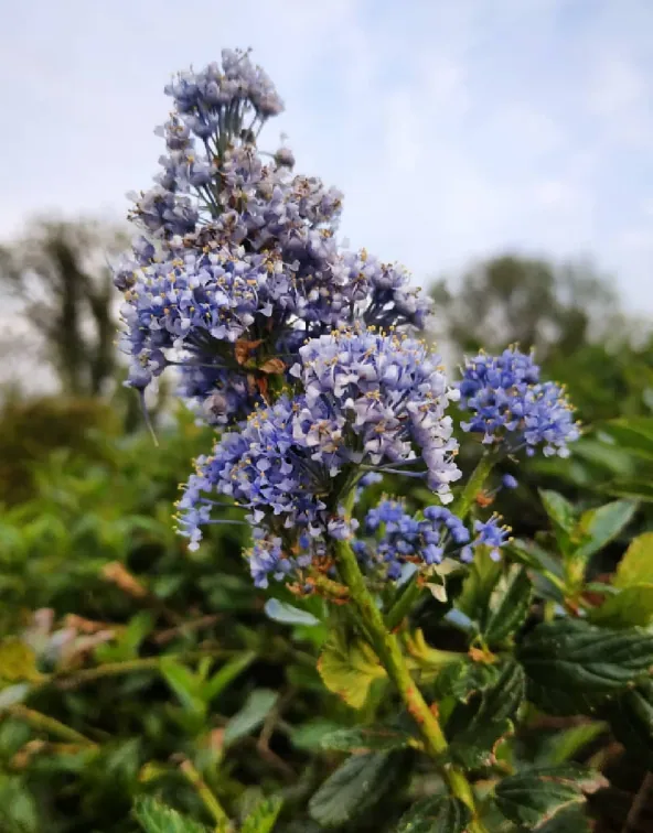Blue Blossoms — fine art photographic print by Hollz Photography