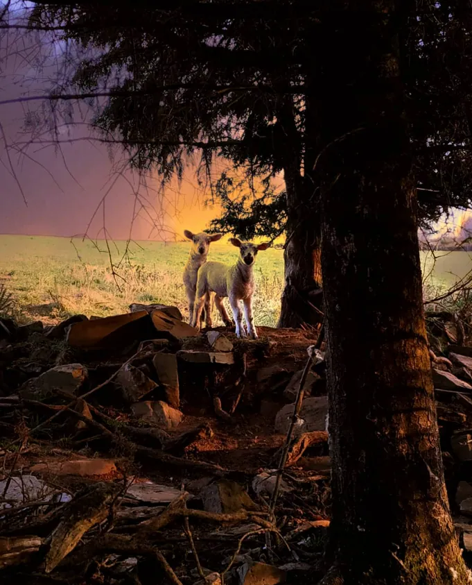 Lambs at Dusk — animal photograph by Hollzphotography, Under the pines