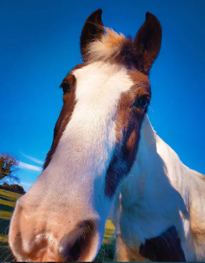 Hello, Stranger — animal photograph by Hollzphotography, Clear morning