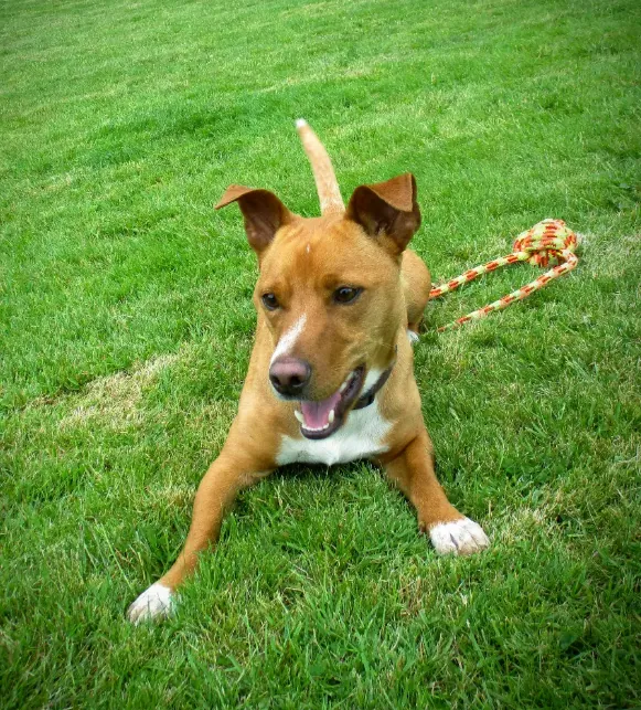 Ready to Play — fine art photographic print by Hollz Photography