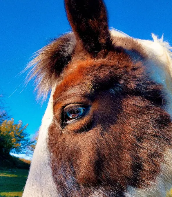 Eye of the Piebald — fine art photographic print by Hollz Photography