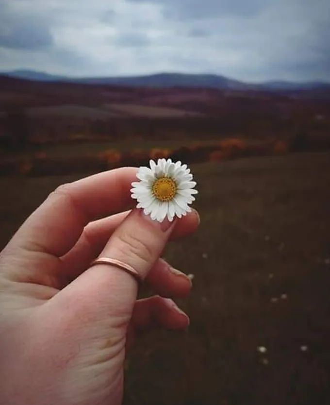 A Single Daisy — fine art photographic print by Hollz Photography