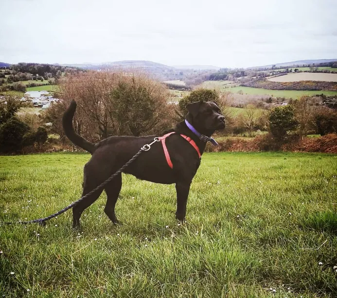 The Lookout — animal photograph by Hollzphotography, Rolling hills