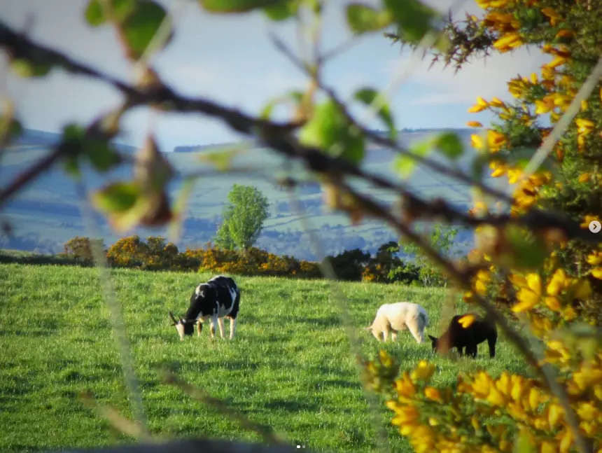 Through the Gorse — fine art photographic print by Hollz Photography