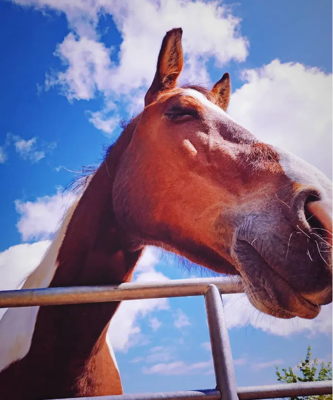 Against the Sky — fine art photographic print by Hollz Photography