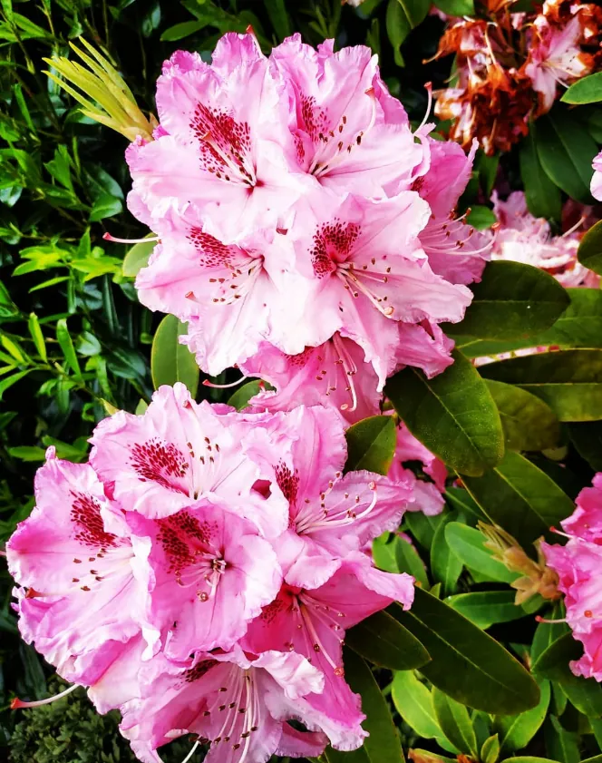 Rhododendron in Bloom — fine art photographic print by Hollz Photography