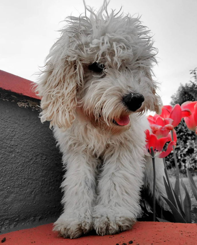 Among the Tulips