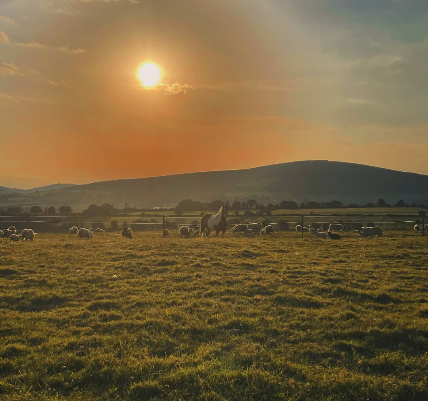 Golden Hour Herd