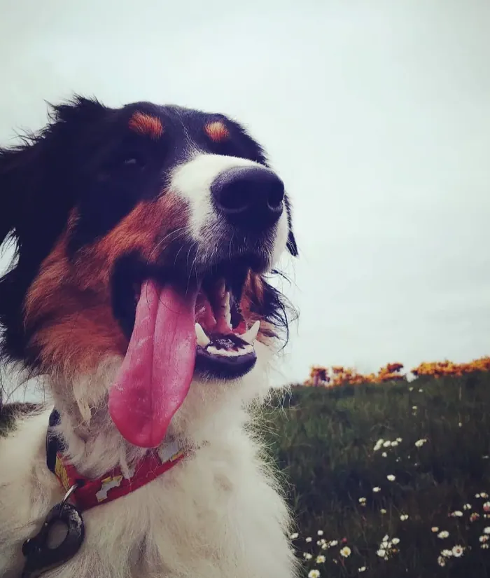 Pure Joy — fine art photographic print by Hollz Photography