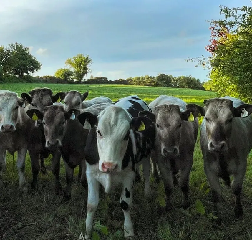 Curious Company — fine art photographic print by Hollz Photography