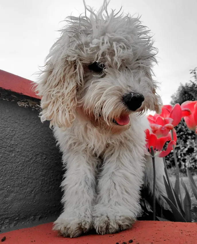 Among the Tulips — fine art photographic print by Hollz Photography