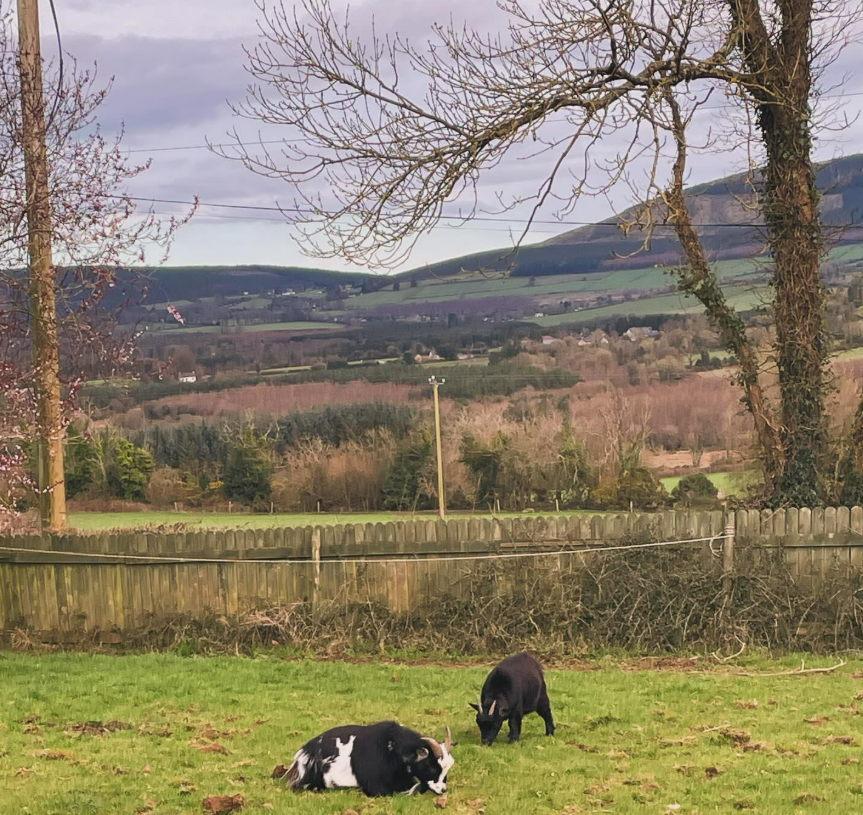 Quiet Field