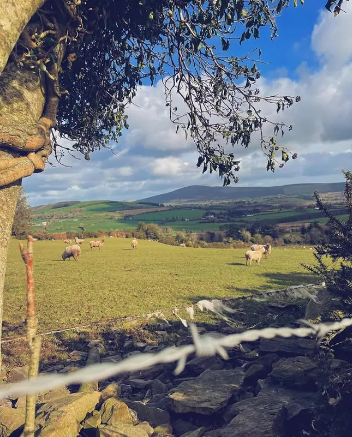 Framed by the Hedgerow — fine art photographic print by Hollz Photography
