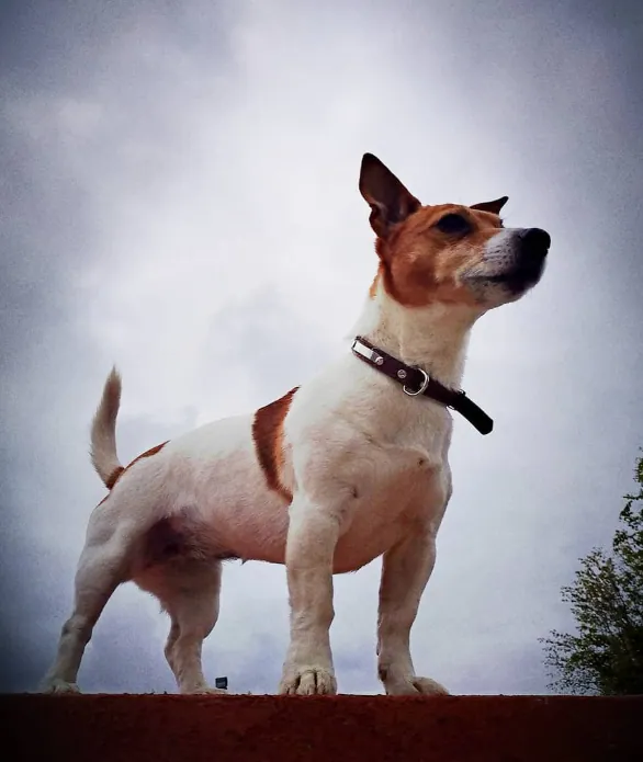 On Watch — fine art photographic print by Hollz Photography
