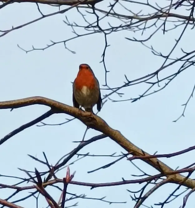 Winter Robin — fine art photographic print by Hollz Photography