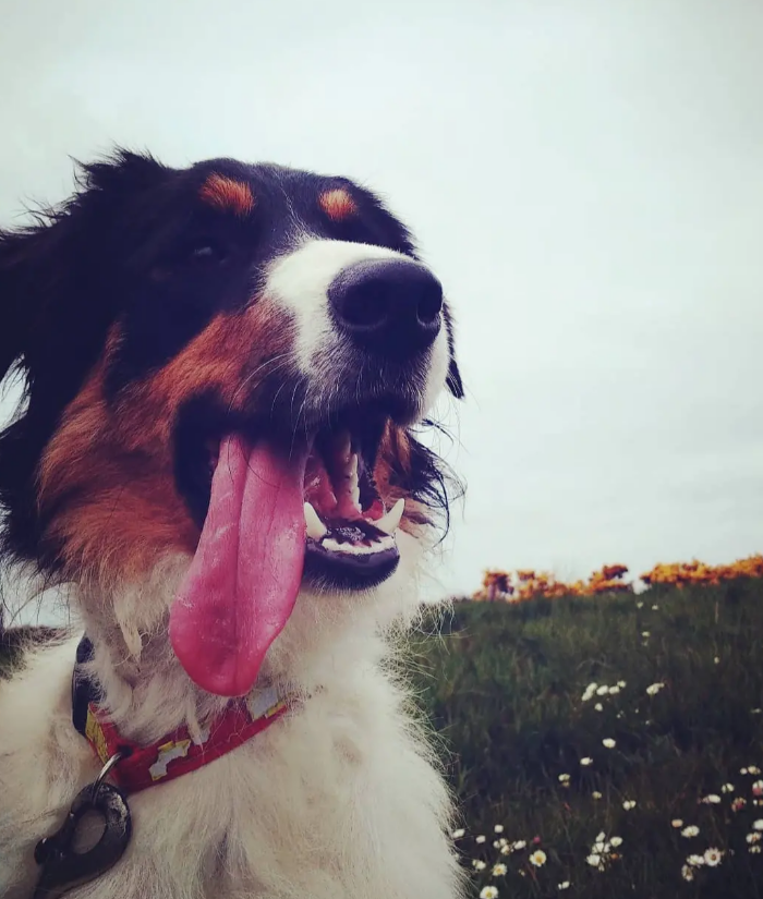 Pure Joy