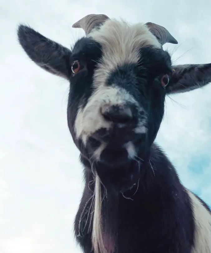 Hello There — fine art photographic print by Hollz Photography