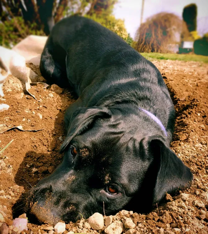 Sun-Warmed Earth — animal photograph by Hollzphotography, Garden light