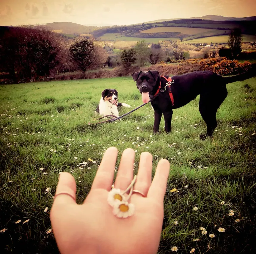 Two Daisies — Irish landscape photograph by Hollzphotography, A gift from the field